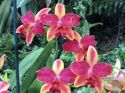 OrchidsRich 008.jpg