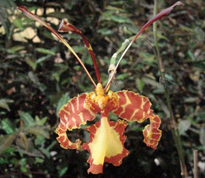 OrchidsRich2 016.jpg