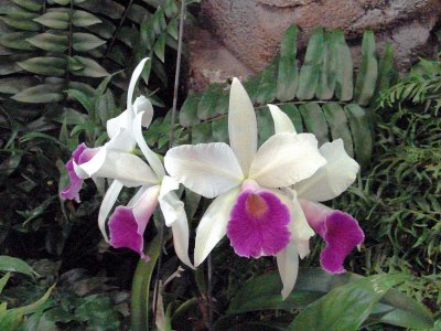 OrchidsRich 012.jpg