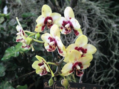OrchidsRich 014.jpg
