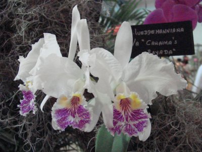 OrchidsRich 017.jpg
