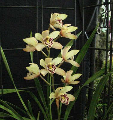 OrchidsRich 029.jpg