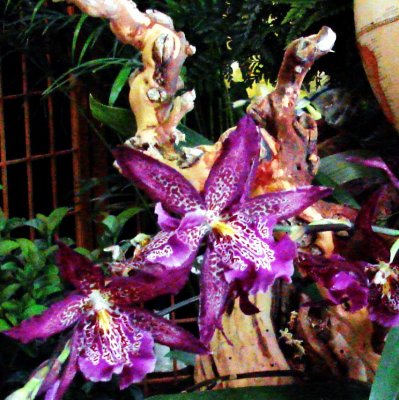 OrchidsRich 030a.jpg