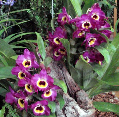 OrchidsRich 031.jpg