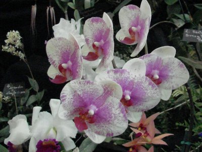OrchidsRich 033.jpg