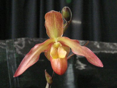 OrchidsRich 038.jpg