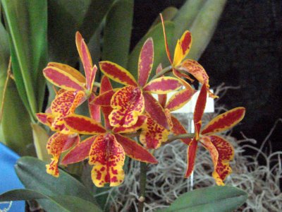 OrchidsRich 039.jpg