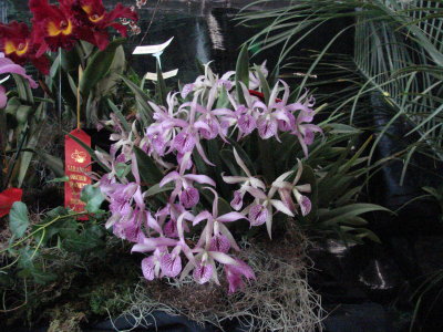OrchidsRich 040.jpg