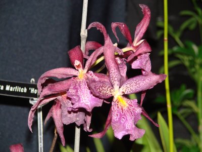 OrchidsRich 042.jpg