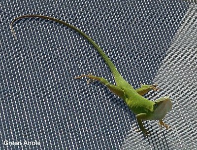 Green  Anole