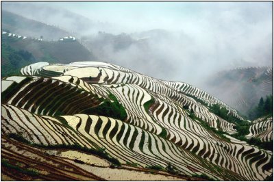 terrace 2 LongshengGuangxi.jpg