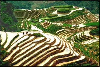 terrace 4   LongshengGuangxi.jpg