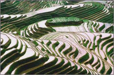 terrace 5  LongshengGuangxi.jpg