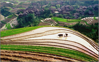 terrace 6  LongshengGuangxi.jpg