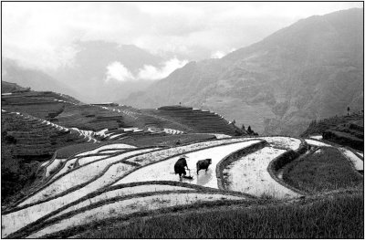 terrace 13  LongshengGuangxi.jpg