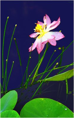 lotus_and_water_lily