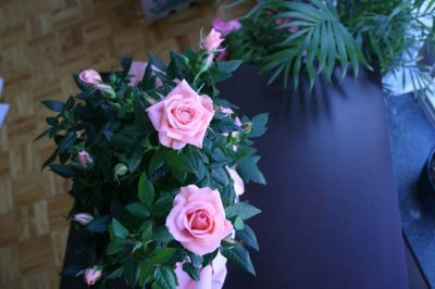home roses