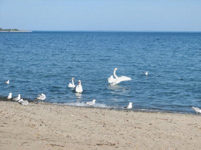 swans and gulls