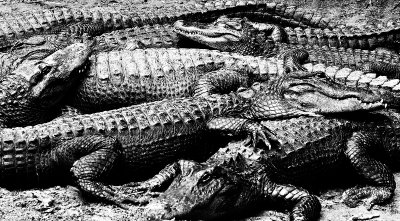 _MG_27501bw.jpg