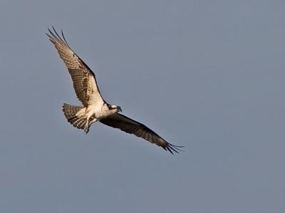 Osprey in Flight