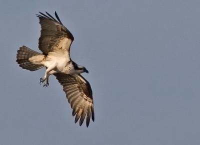 Osprey in Flight  Approaching Nest