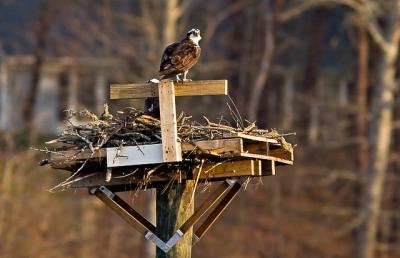 Osprey Guarding the Nest