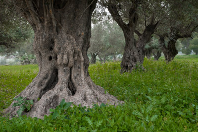 olives_trees