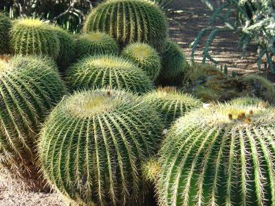Desert  Botanical Garden in Phoenix