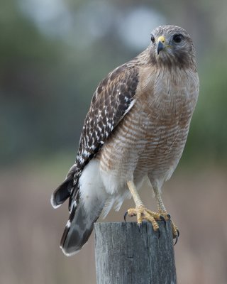 DSC_5041a.jpg