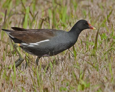DSC_4465a.jpg