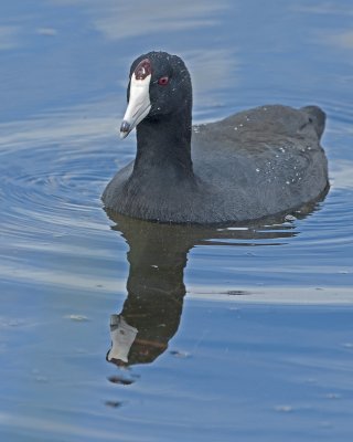 DSC_4487a.jpg