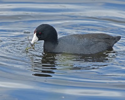 DSC_4489a.jpg