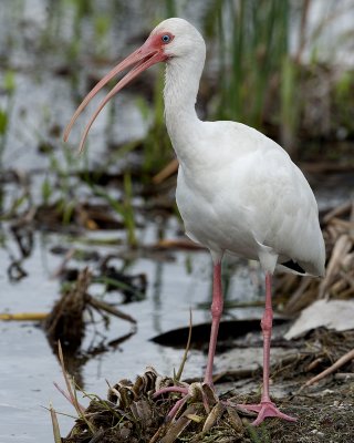 DSC_4502a.jpg