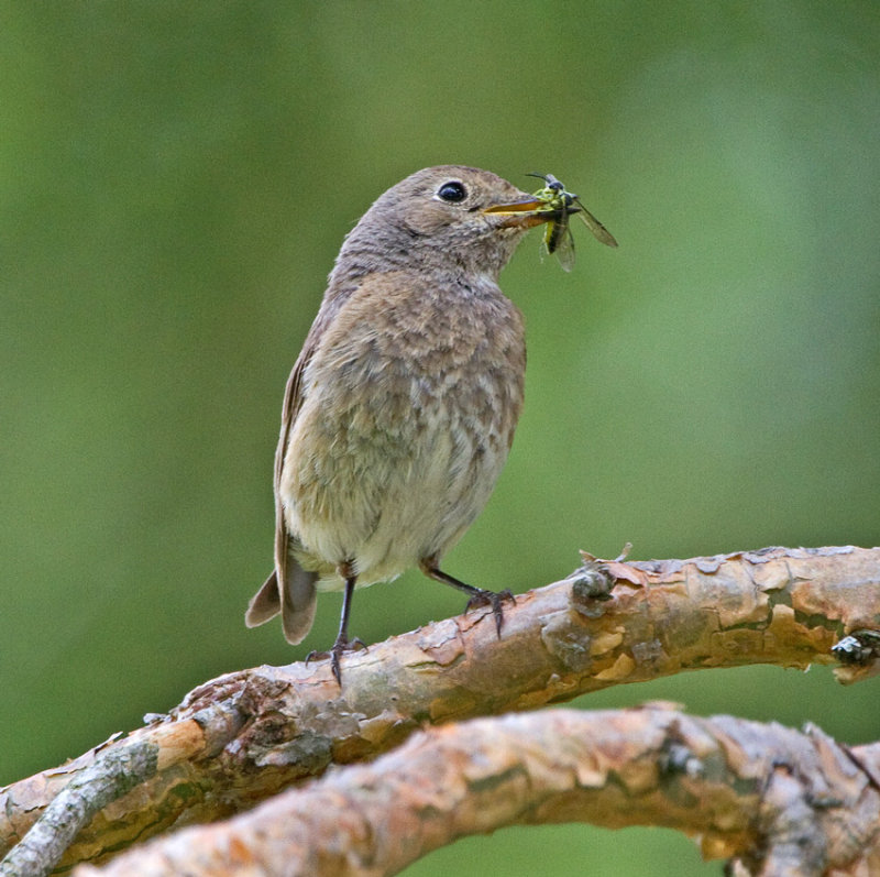 Redstart - female (Phoenicurus phoenicurus)