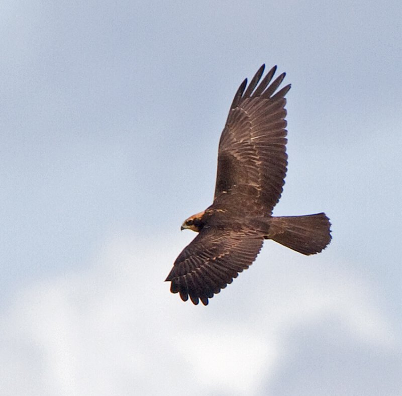 Marsh Harrier (Circus aeruginosus)