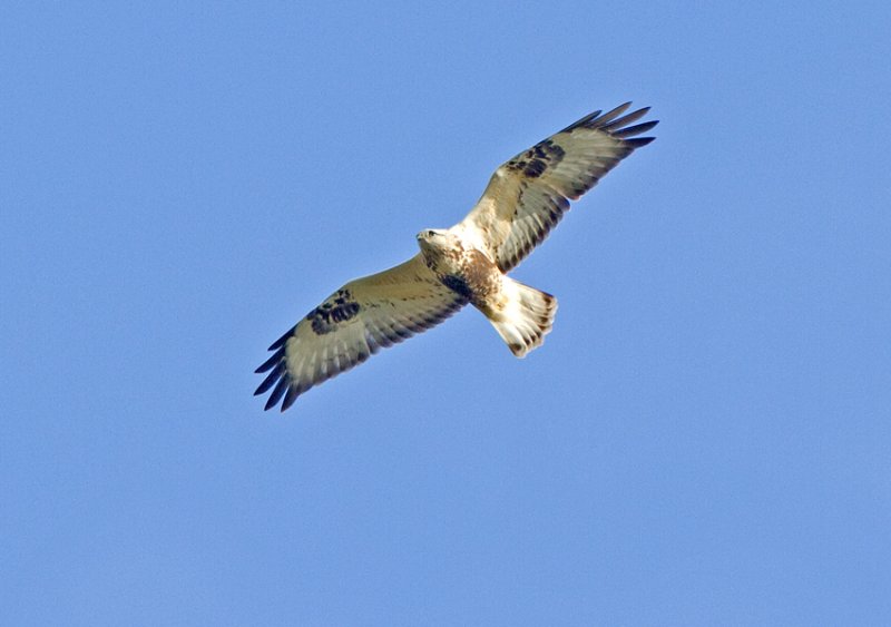 Rough-legged Buzzard (Buteo lagopus) 