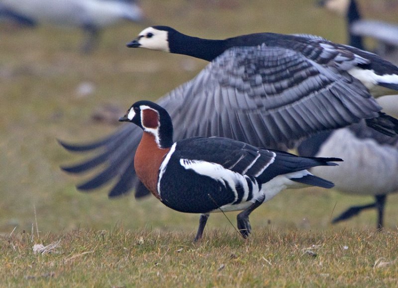 Red-breasted Goose (Branta ruficollis)