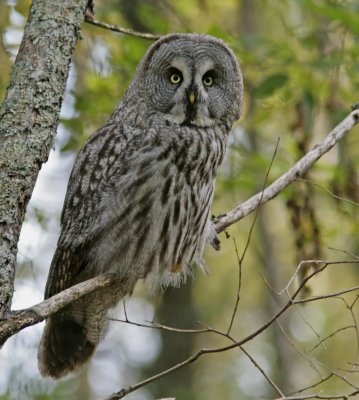 Great grey owl (Strix nebulosa)