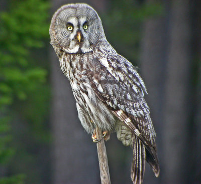 Great grey owl (Strix nebulosa)