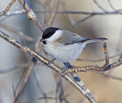 Marsh Tit (Parus palustris)
