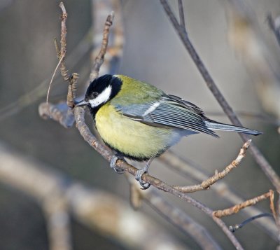 Great Tit (Parus major)