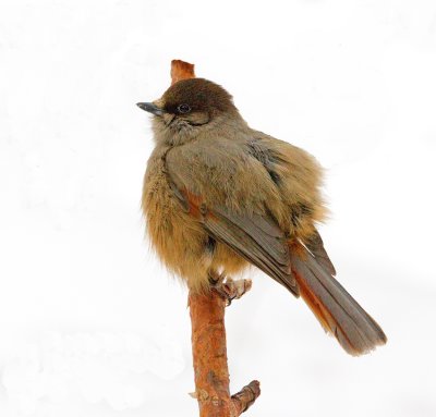 Siberian Jay (Perisoreus infaustus) 