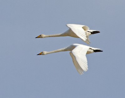 Whooper Swan (Cygnus cygnus)