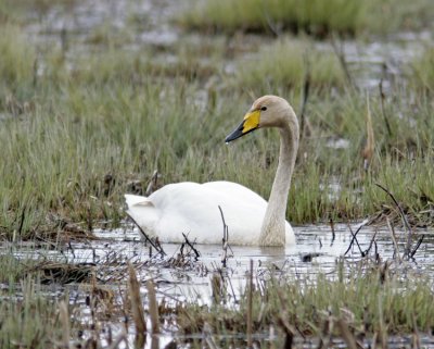 Whooper Swan (Cygnus cygnus)