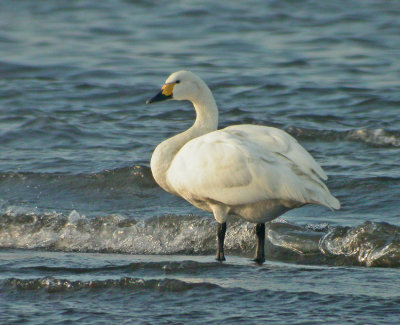 Bewicks Swan (Cygnus columbianus)