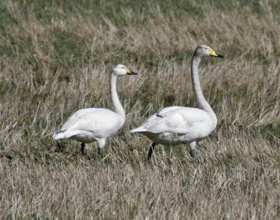 Bewicks Swan (Cygnus columbianus) and Whooper Swan (Cygnus cygnus)