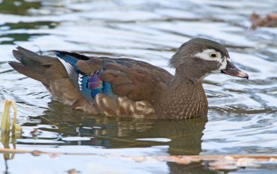 Wood Duck (Aix sponsa)