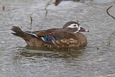 Wood Duck (Aix sponsa)