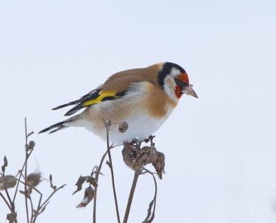 Goldfinch (Carduelis carduelis)