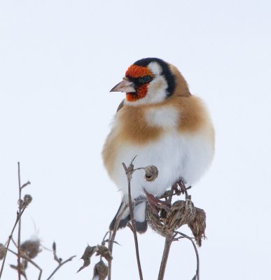 Goldfinch (Carduelis carduelis)